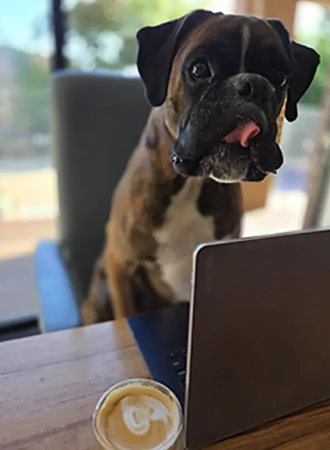 Mr. Porkie the therapy dog